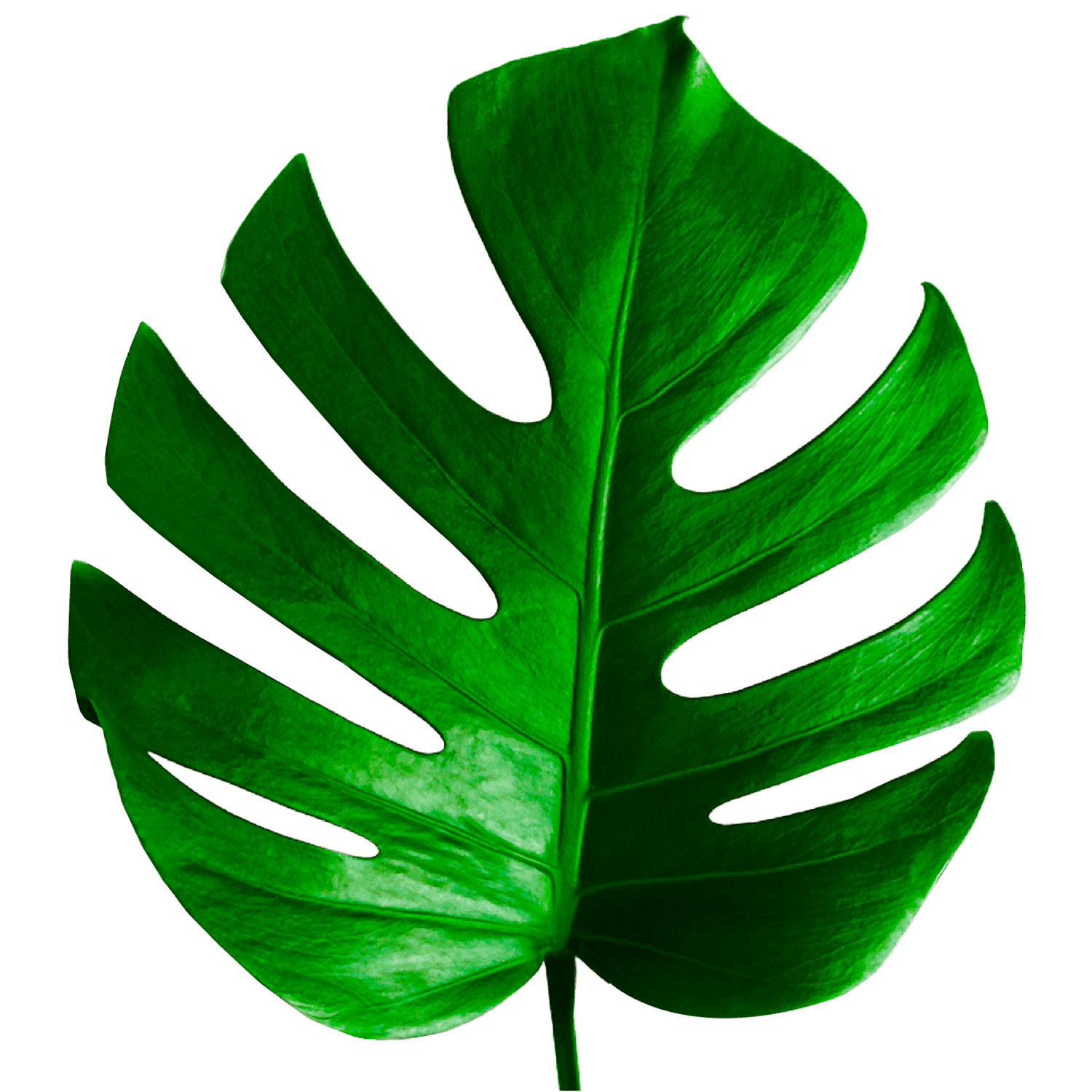 Logo giratorio