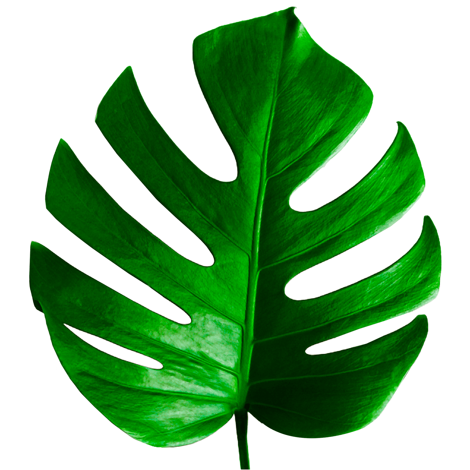 Logo giratorio